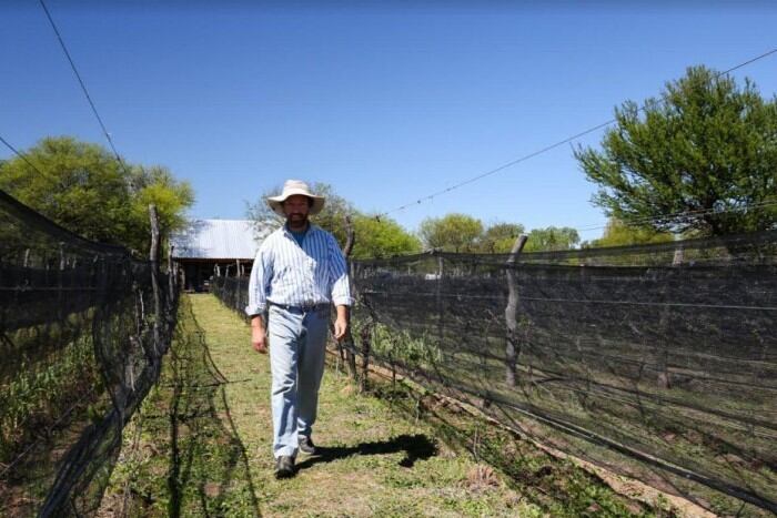 El Viñedo Fraterno de Villa de Merlo fue premiado en el Concurso Nacional de Vino Casero y Artesanal.