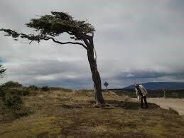 Resultado de imagen para dia del arbol tierra fuego malvinas
Harberton: la estancia del fin del mundo