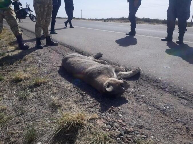 Un puma fue atropellado en una ruta de Tupungato.