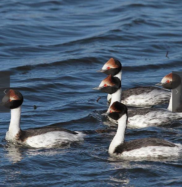 Macá Tobiano