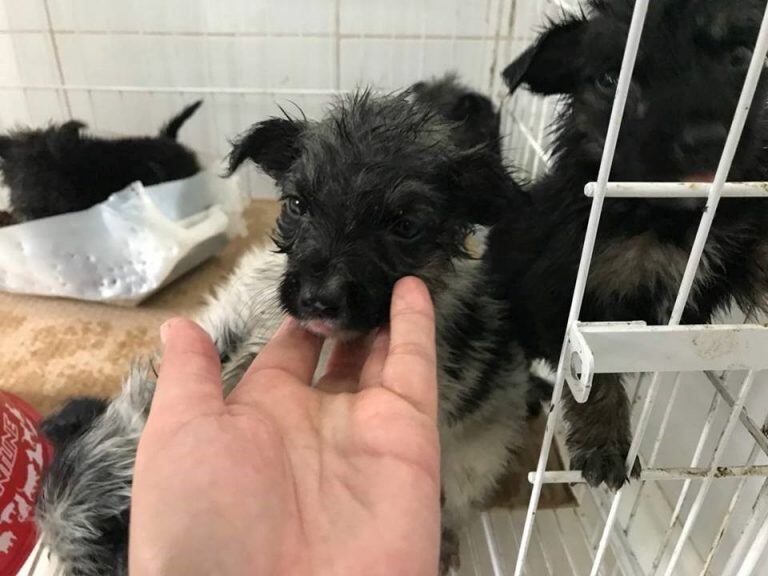 Sumergieron a perritos en brea. (Foto: VOLUNTARIADO DE ZOONOSIS LANÚS)