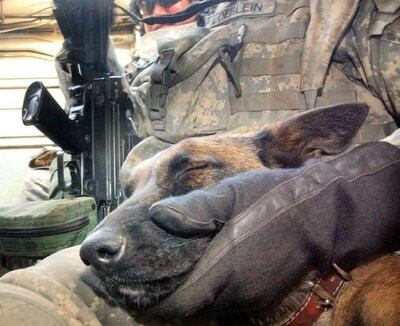 La implementación de perros durante la guerra es una técnica utilizada desde tiempos antiguos para variadas misiones.