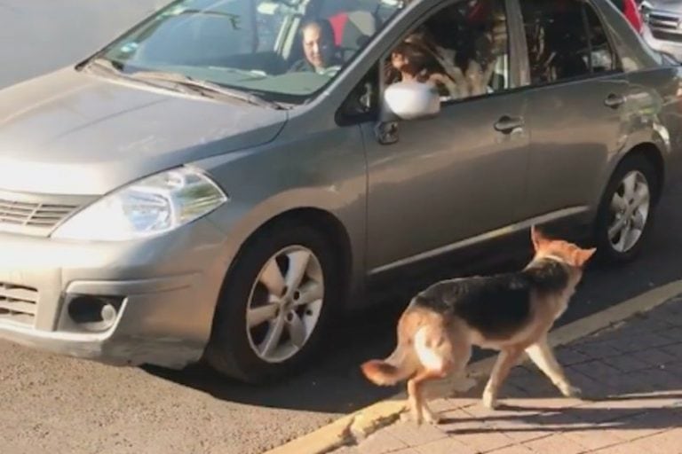 Perro abandonado en México. (Foto:Twitter@Planoinforma)