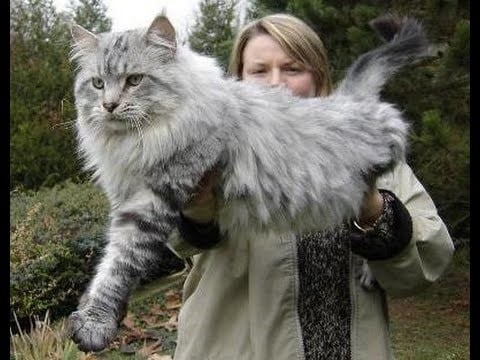 El gigante "Maine Coon".