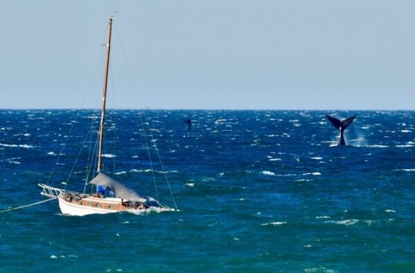 Pese al mar picado, las ballenas se dejaron ver en Puerto Madryn.