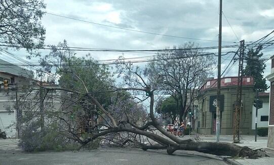 Árboles caidos en Rosario. (@gerpe30)