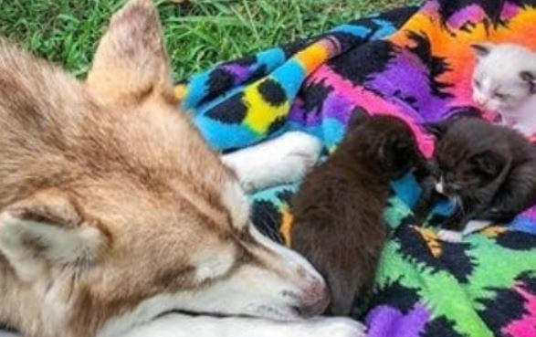 "Banner", la perra heroína que adoptó gatitos recién nacidos y los salvó de la muerte. Foto: Instagram/todonoticias