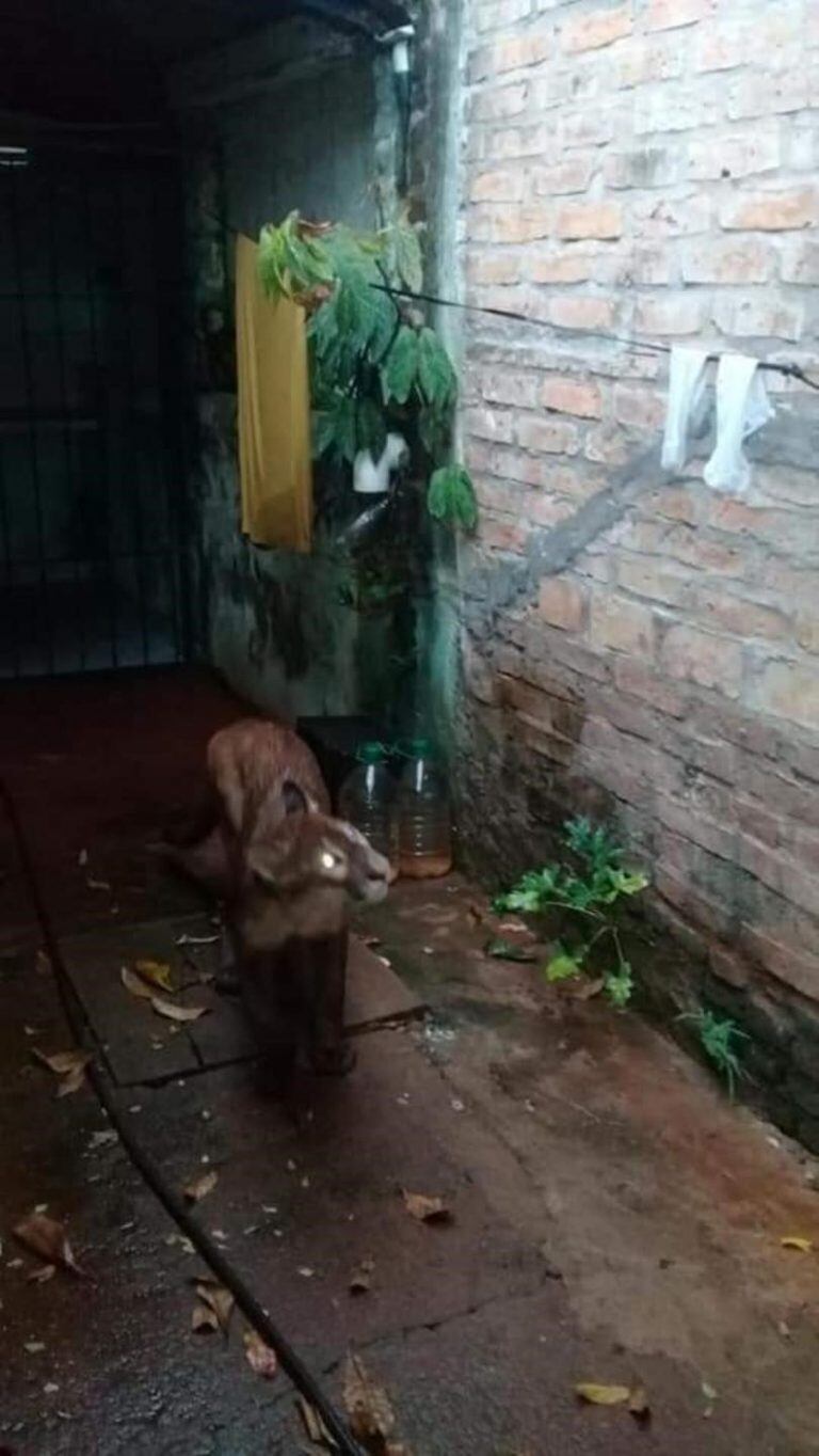 La última vez que se lo vio, saltó un muro y se metió en una zona de monte.