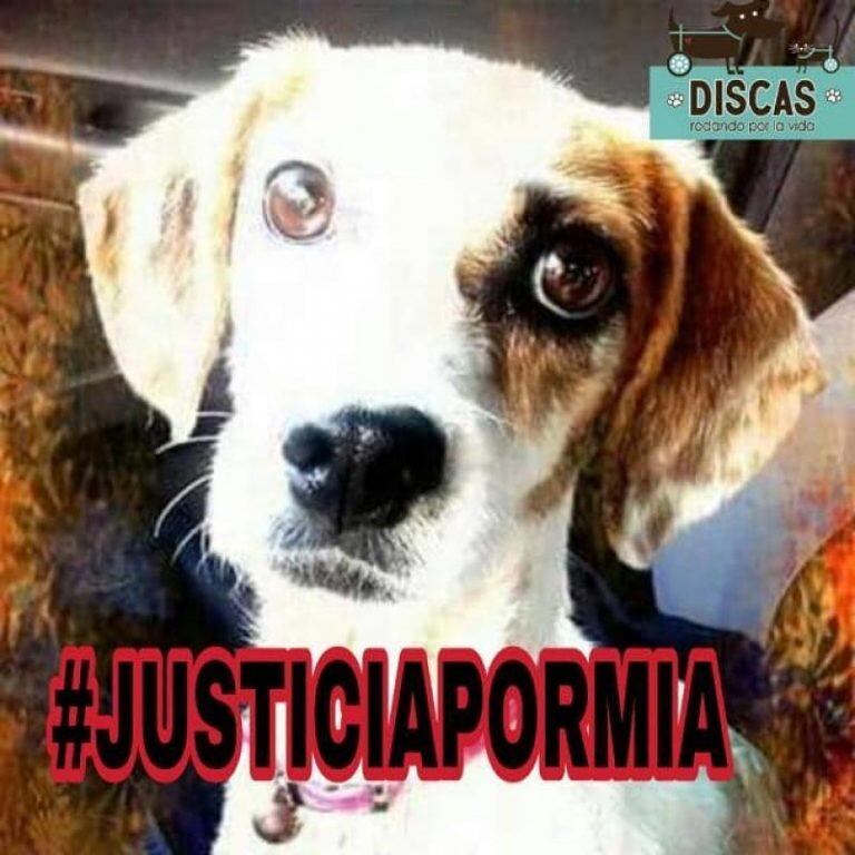 Mia, la perrita discapacitada y maltratada fue encontrada muerta por la Fundación Discas.