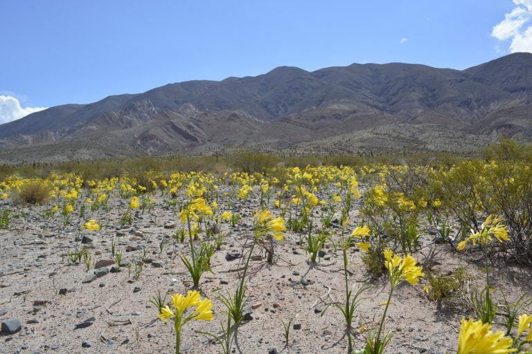 (Blog Cachi Salta Argentina)