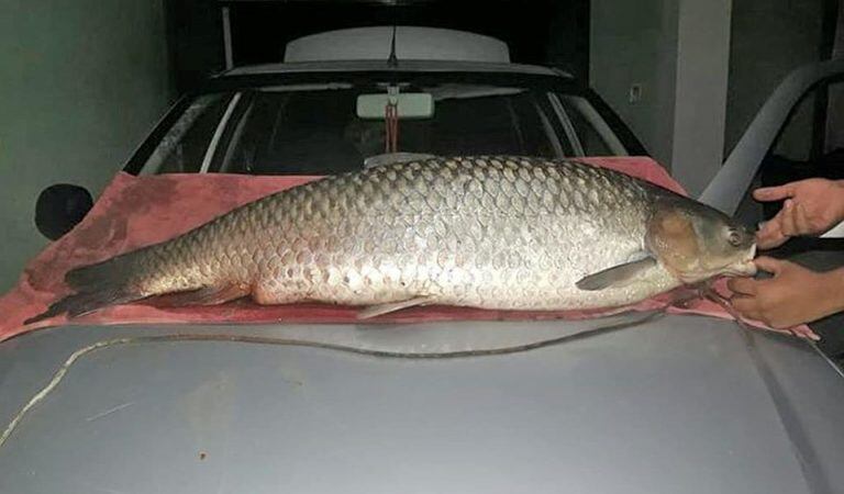 Se pescó una carpa de casi 40 kilos en el lago San Roque.