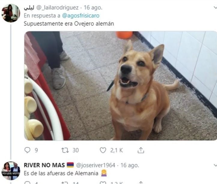 El hilo sobre perritos que iban a ser de raza, pero no. (Foto: captura Twitter)