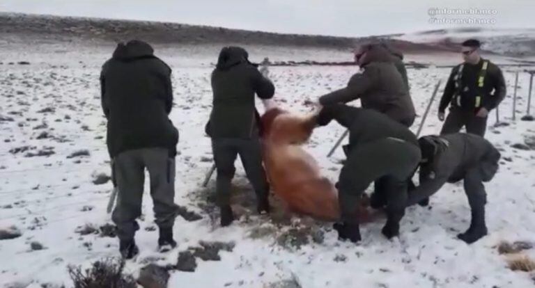 Gendarmería rescata un guanaco atrapado en un alambrado. (Captura de video).