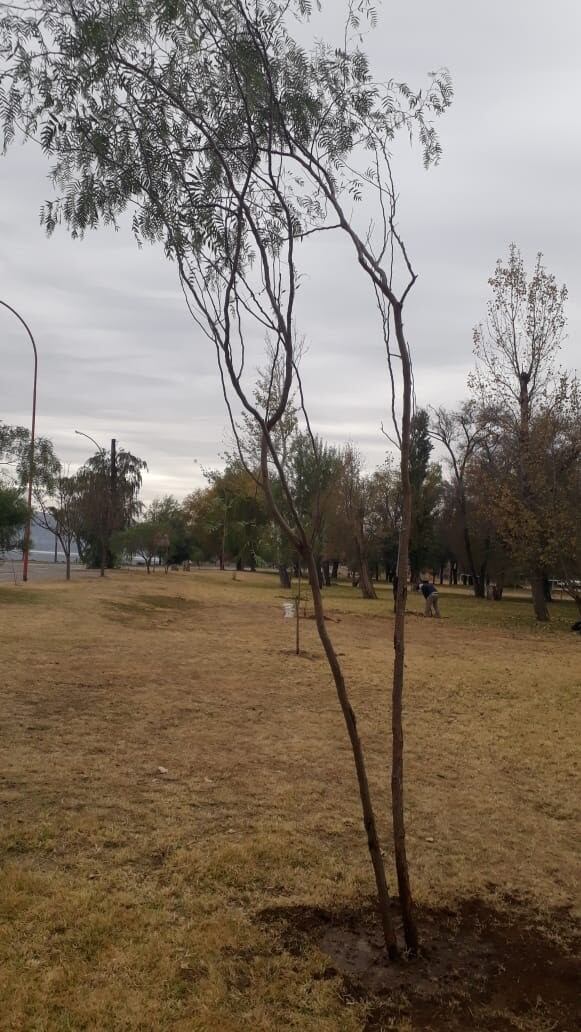 Se plantaron 20 ejemplares de aguaribay en la costanera Carlos Paz