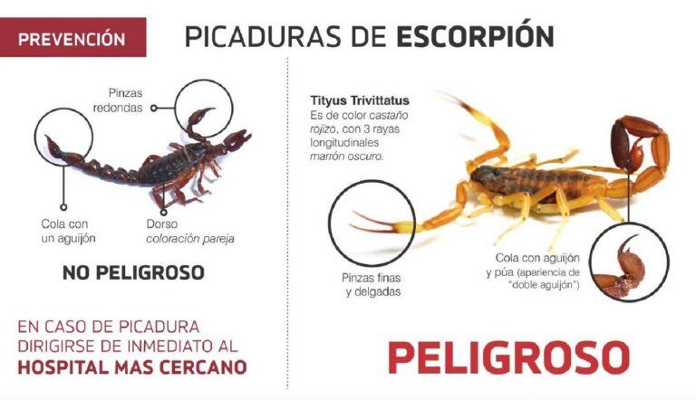 Tipo de alacranes.