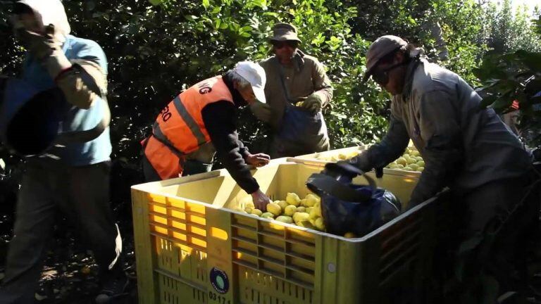 Desde Formosa van a Tucuman para la cosecha de limones