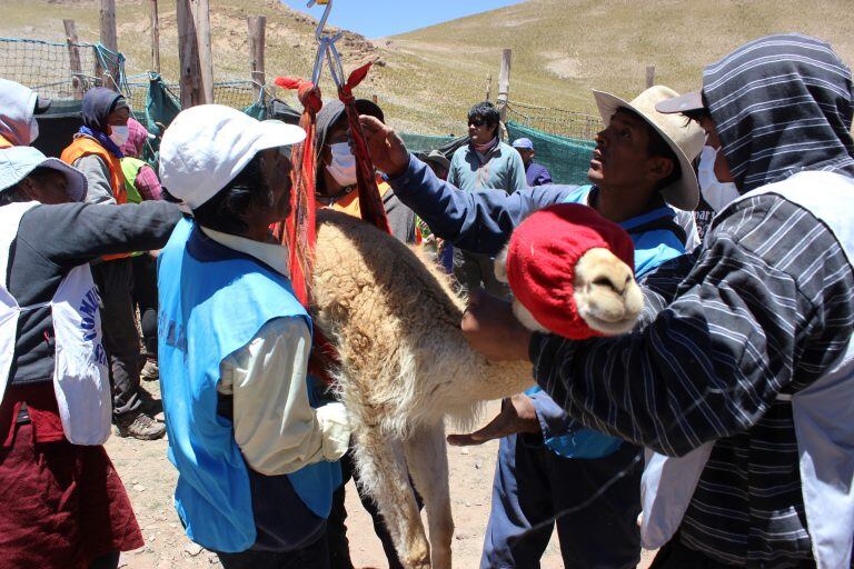 Cada ejemplar es sometido a  exhaustivos controles y cuidados sanitarios. Tras la esquila, los animales son nuevamente liberados.