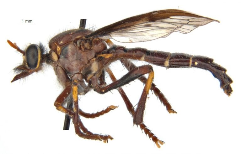 La mosca Thor (CSIRO)