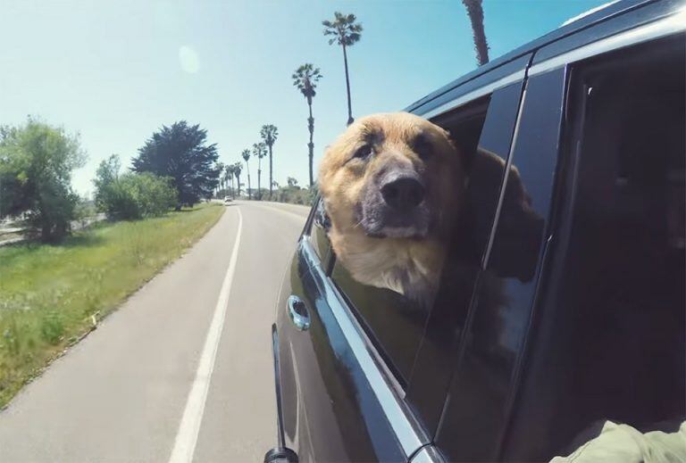 Un perro rescatado del maltrato conoció el mar y su reacción se volvió viral