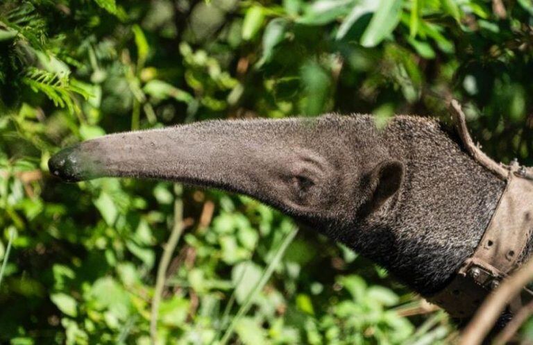 Llegó el primer oso hormiguero a los Esteros del Iberá. (Foto: Radio Sudamericana)