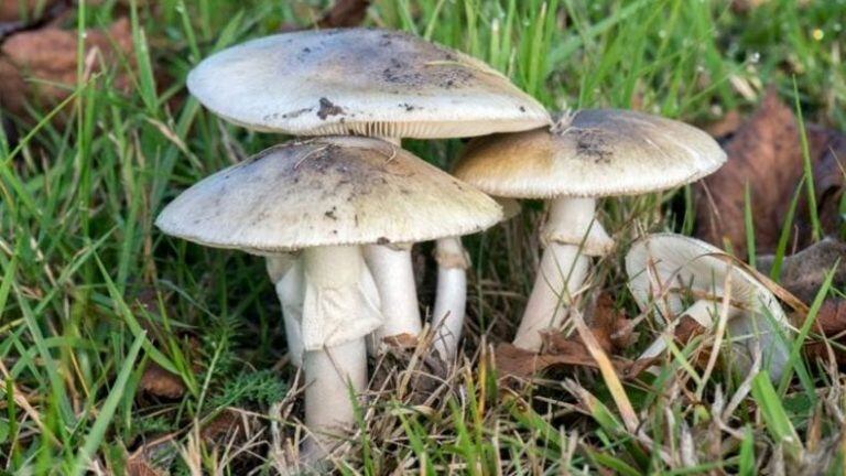 El Hongo de la Muerte o Amanita Phalloides.