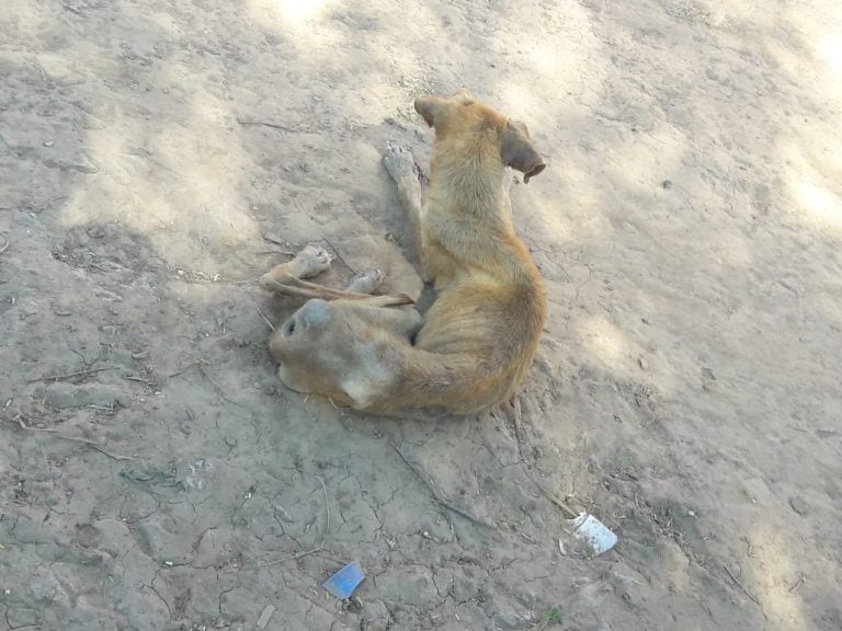 Perros desnutridos en el Chaco Salteño (Facebook Pedro Gallardo)