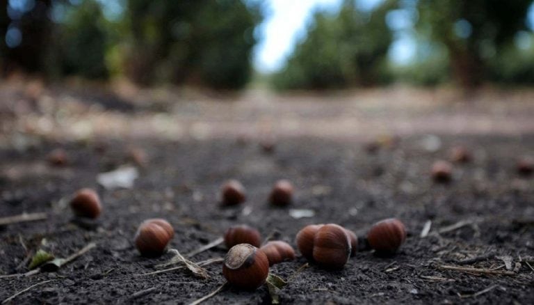 Producción de Avellanas en Río Negro.