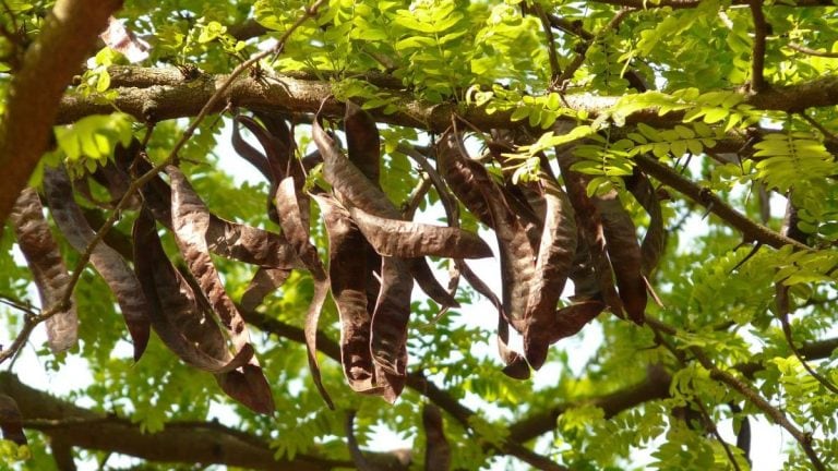 El algarrobo con sus frutos.