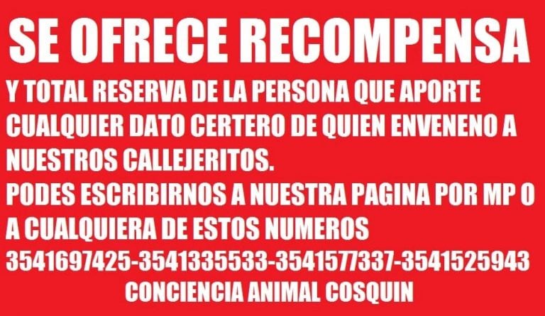 Perritos callejeros posiblemente envenenados en Cosquín.