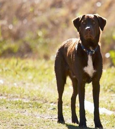 El vecino que sale a silbar todos los días para encontrar a su perro Jimmy