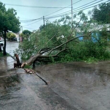 Caida de ramas en Arroyito