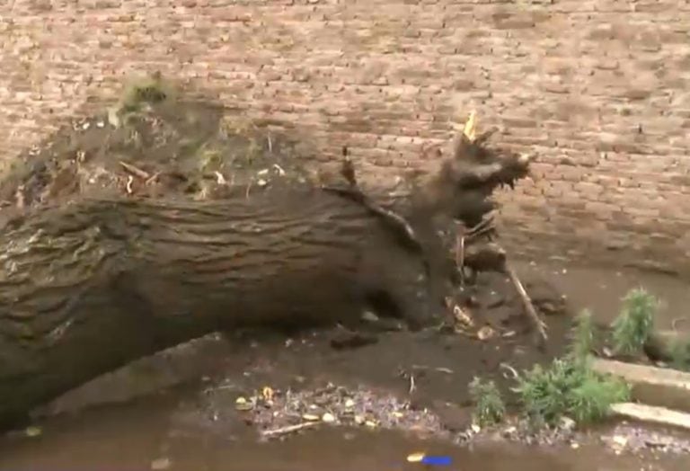 La escuela debió suspender las clases y se realizan tareas para retirar el agua y el árbol caído.