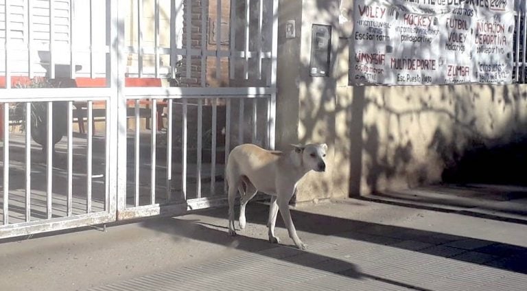 Imagen del perro que atacó al niño (Prensa Policía)