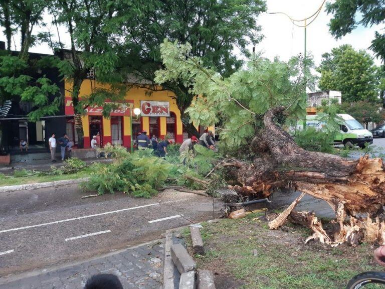 Lluvia y caída de arboles en diferentes sectores de la provincia de Tucumán.