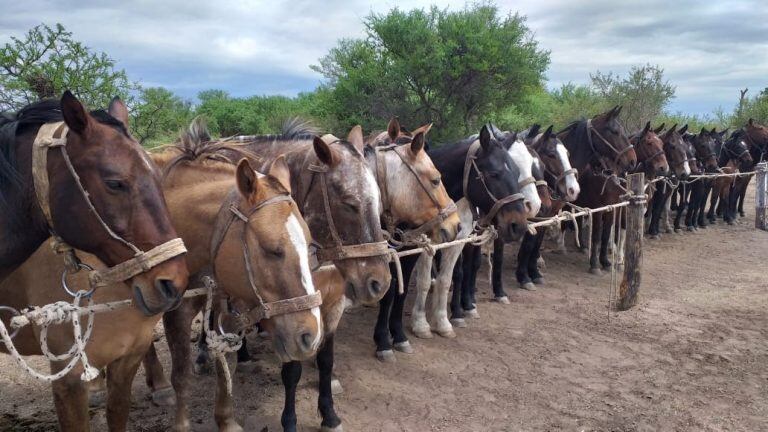 Expo pampa de Pocho