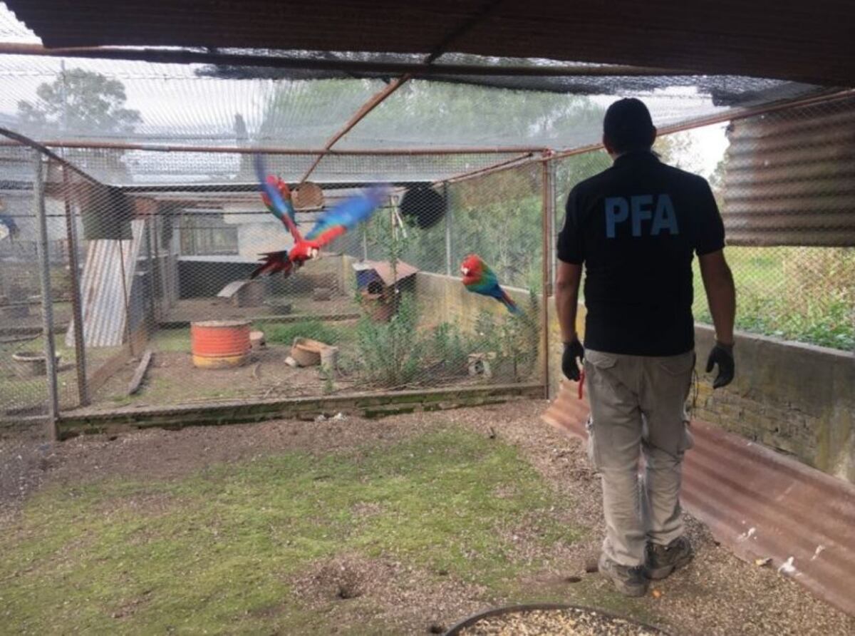Guacamayos, loros habladores y cardenales, algunas de las 150 aves silvestres secuestradas en Roldán