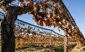 Bodega Tornaghi.