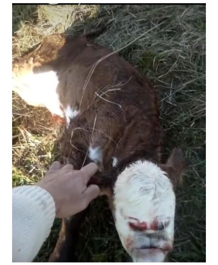 Ternero con rostro humano pone en alerta a Santa Fe. (Facebook)