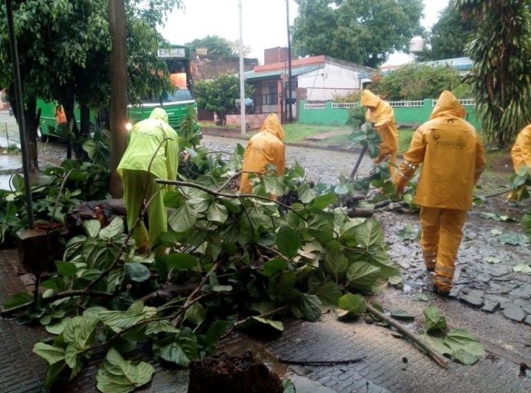 Un temporal provocó caídas de árboles y voladuras de techos en Posadas