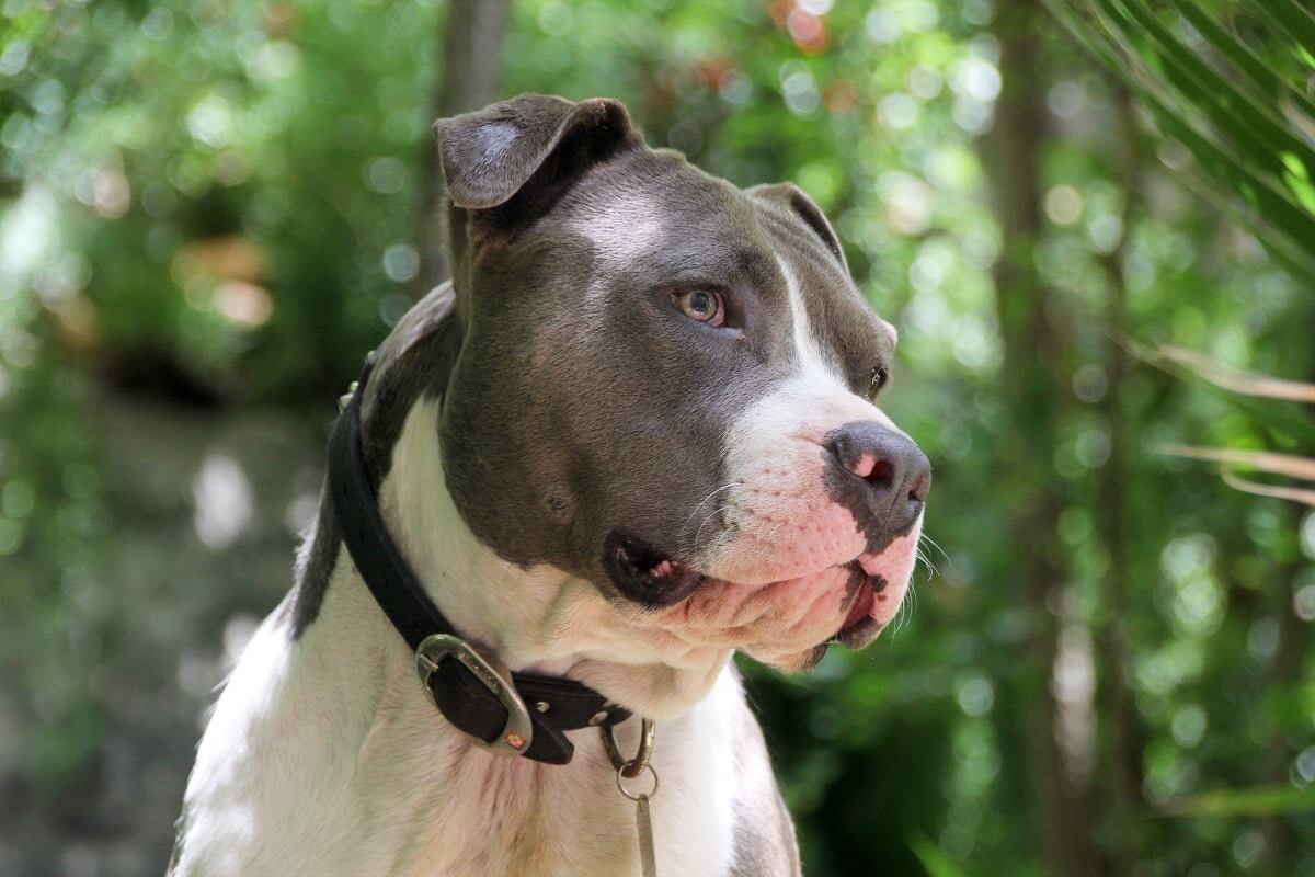 En la Ciudad se deberán registrar quienes tengan alguna de estas 17 razas de perros, consideradas peligrosas