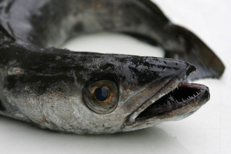 Sobrepesca y exploración sísmica en el Mar Argentino.