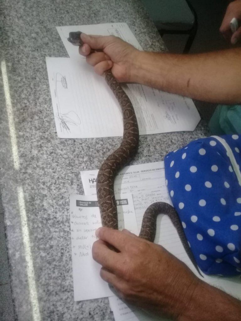 Yarará chica (Bothrops neuwiedi) de unos 70 centímetros de largo.