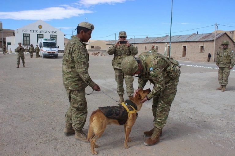 Cabo, el perro montañés. (Ejército Argentino)