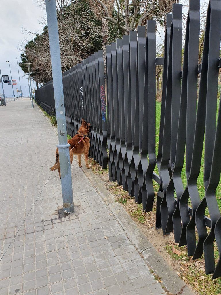 Otro usuario de la red social compartió la foto de su mascota (Twitter/@z9290c)