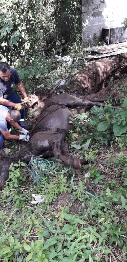 Caballo rescatado en Metán. (Policía de Salta)