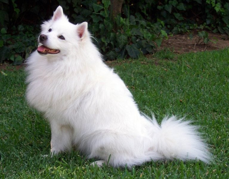 La raza de perros Spitz.