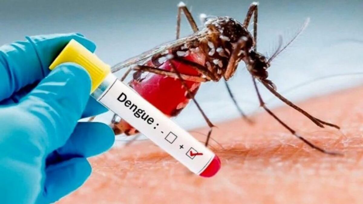 Dengue: 11 casos confirmados en San Nicolás