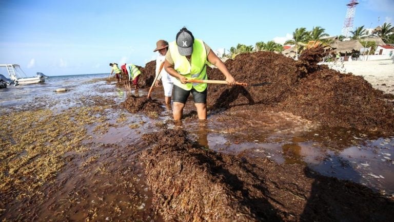 Las pesadas algas se juntan en las orillas, formando muchas veces enormes montículos e "islas" de tono café.