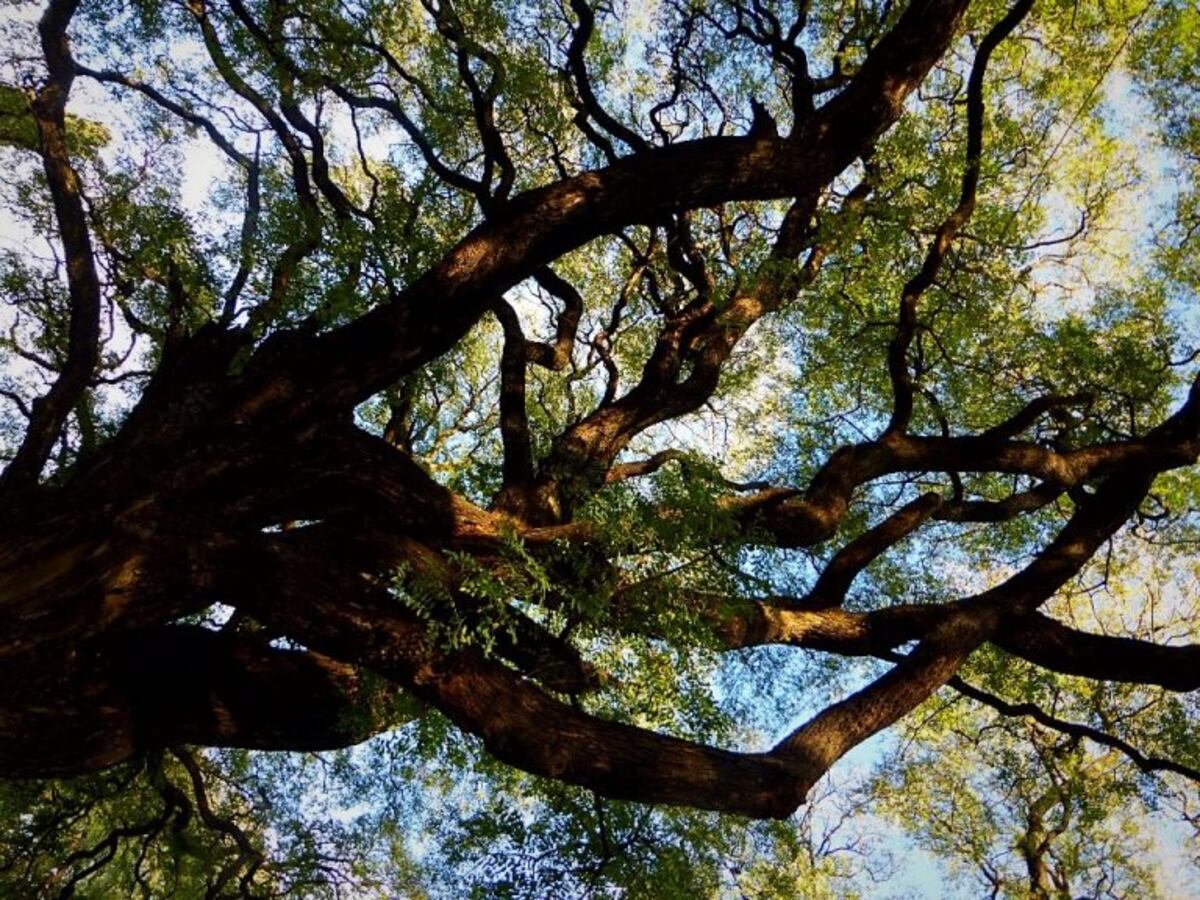¿Cómo pedir que extraigan un árbol durante la cuarentena?