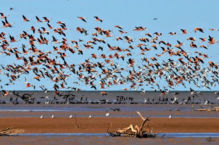 Aves en laguna Mar Chiquita,Córdoba. (Hugo Giraudo)